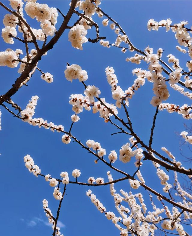 春日一日遊