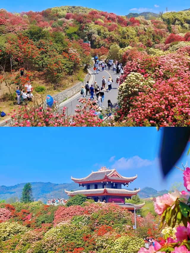 【百里杜鹃,美到窒息的花海仙境!】 【百里杜鹃,美到窒息的花海仙境!】