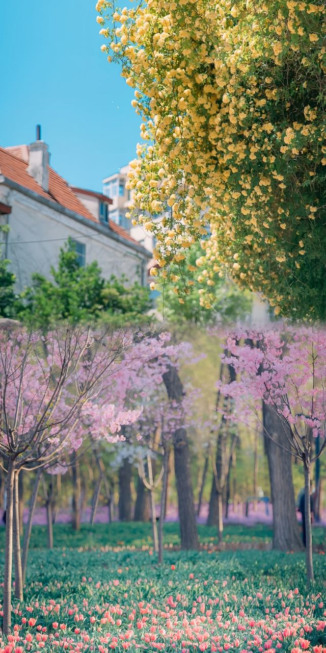 青島春日賞花指南：萬次春和景明，盡在花間青島