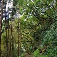 葡萄牙聖米格爾島卡爾代龍溪自然公園：自然愛好者的天堂