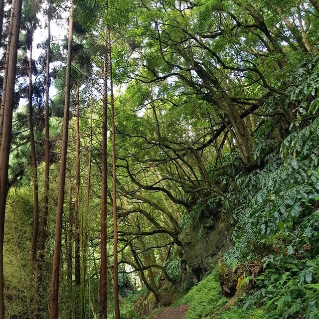 葡萄牙聖米格爾島卡爾代龍溪自然公園：自然愛好者的天堂