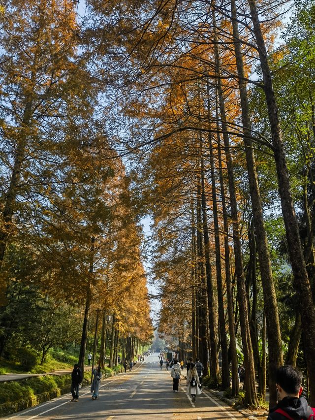 成都三日遊，不繞路懶人攻略ChengDu