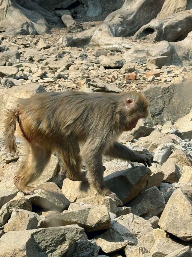黃島野生動物園 | 與動物邂逅的奇妙之旅