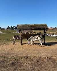 伍斯特周邊必衝！西密德蘭茲野生動物園保姆級攻略真實體驗
