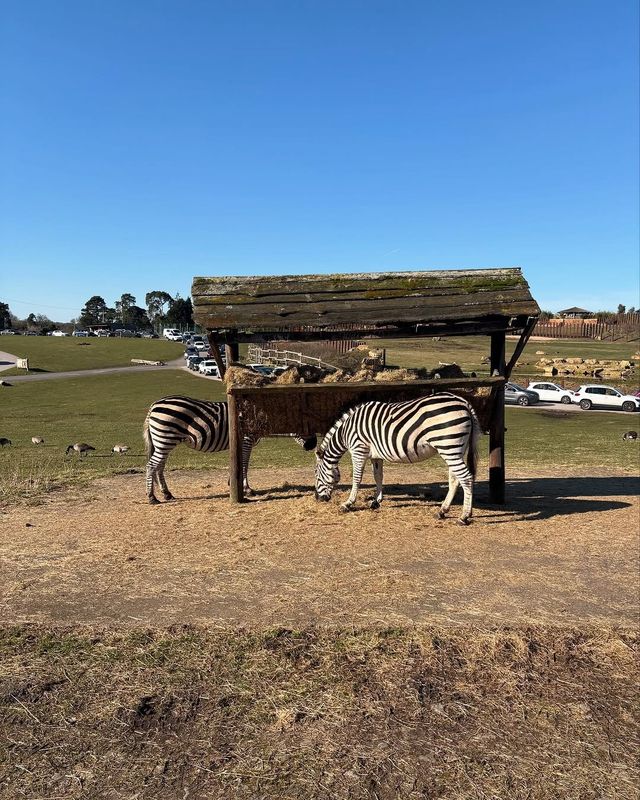 伍斯特周邊必衝！西密德蘭茲野生動物園保姆級攻略真實體驗
