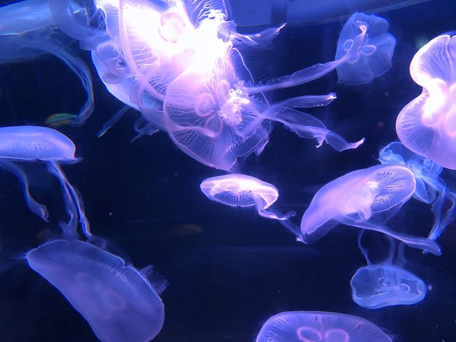 祝你有个藍色的夢