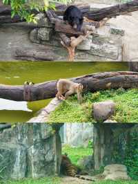 親子遊｜從深圳跑去廣州動物園，大怨種？