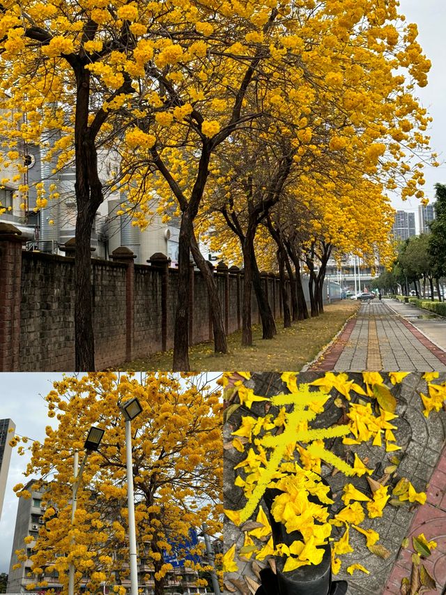 黃花風鈴木的春日浪漫|||春日賞花