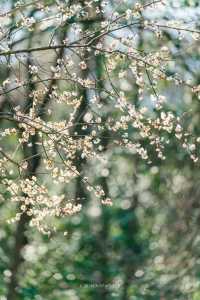 A Journey to Mingzhao Temple for the Blooming Plum Blossoms
