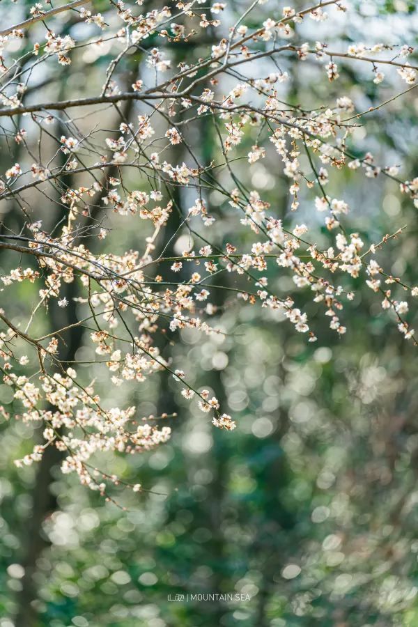 A Journey to Mingzhao Temple for the Blooming Plum Blossoms