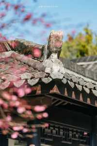 A Journey to Mingzhao Temple for the Blooming Plum Blossoms