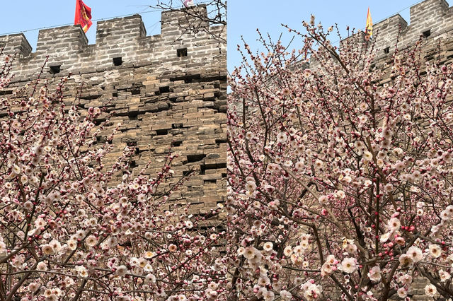 明城牆遺址的梅花～