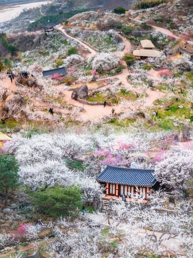 三月必去！全羅南道，邂逅一片浪漫花海盛宴