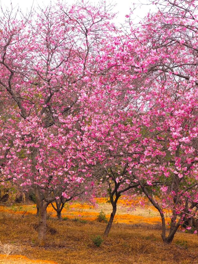 韶關櫻花公園的櫻花開好啦🌸錯過等一年