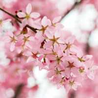 武漢｜誰能想到我竟在商場賞櫻🌸