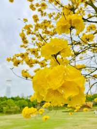 Shenzhen Bay Park: A Springtime Symphony of Yellow Blossom