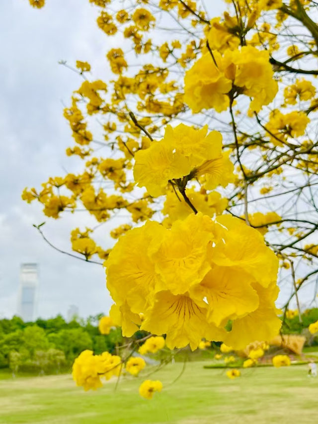 Shenzhen Bay Park: A Springtime Symphony of Yellow Blossom