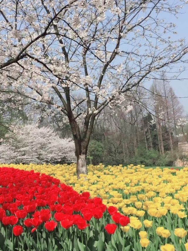 西湖賞花｜太子灣的鬱金香開得很美