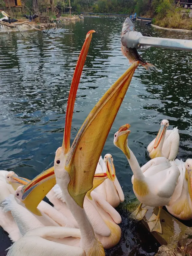 Yunnan Wildlife Park, A Cute Adventure