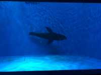 濟州島水族館｜一篇在手，暢遊無憂