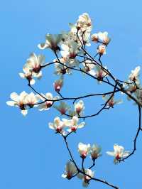 上海世紀公園，玉蘭花競相綻放