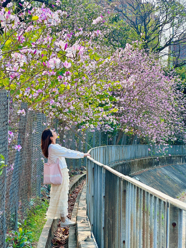 🌸香港春日限定 | 港版河津櫻驚豔綻放🌸