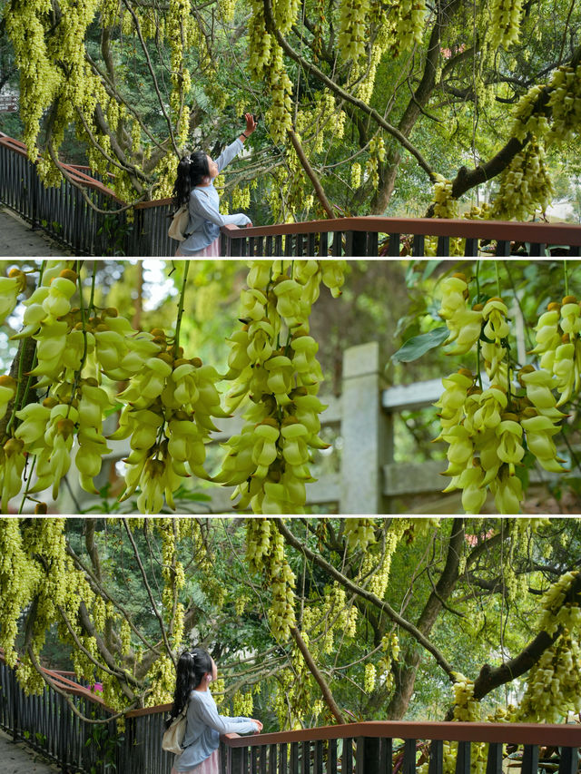 天鹿湖的禾雀花開啦！這條登山遠足路線一路繁花似錦