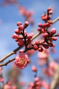 奧林匹克森林公園南園