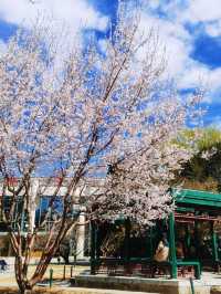 北京賞花｜中山公園這棵山桃花也太美了吧