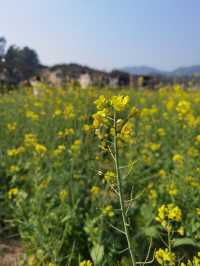 鄉間村野油菜花故
