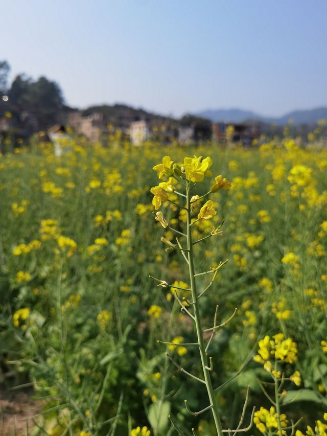 鄉間村野油菜花故