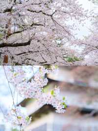 【青森】春日賞櫻～