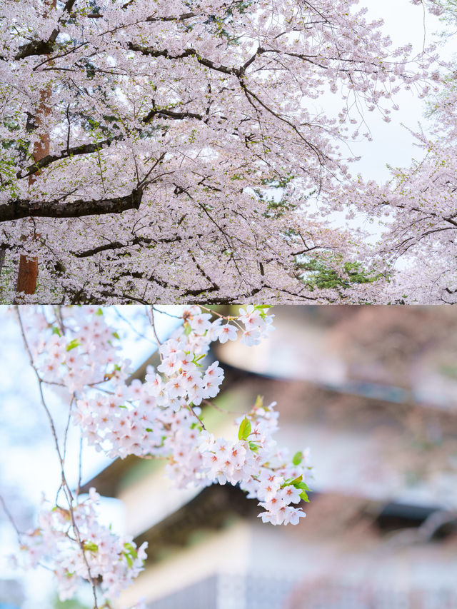 【青森】春日賞櫻～