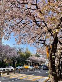 釜山賞櫻全攻略：海濱都市的春日櫻花浪漫！