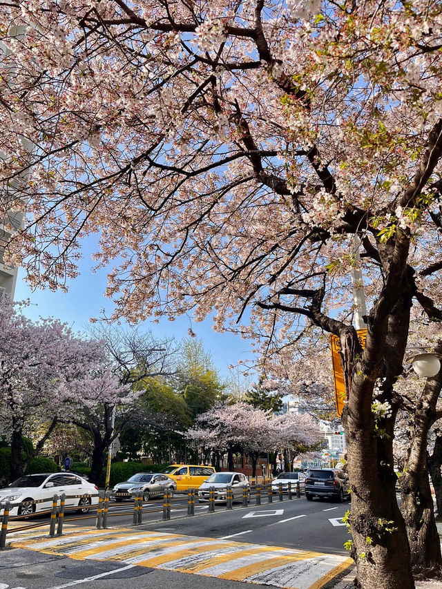 釜山賞櫻全攻略：海濱都市的春日櫻花浪漫！