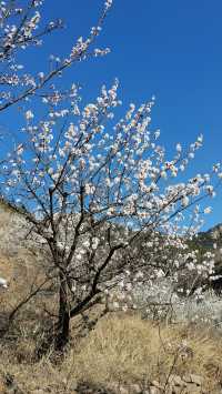 青島櫻花節賞花攻略：春日青島，粉白晚霞的童話世界。
