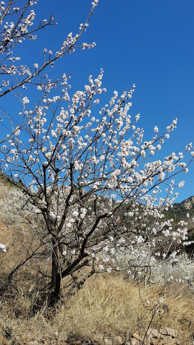 青島櫻花節賞花攻略：春日青島，粉白晚霞的童話世界。