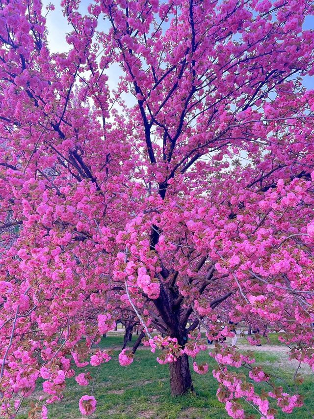 北京賞花了