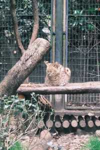 春天就應該去動物園逛逛！上海動物園已經更上一層樓喇