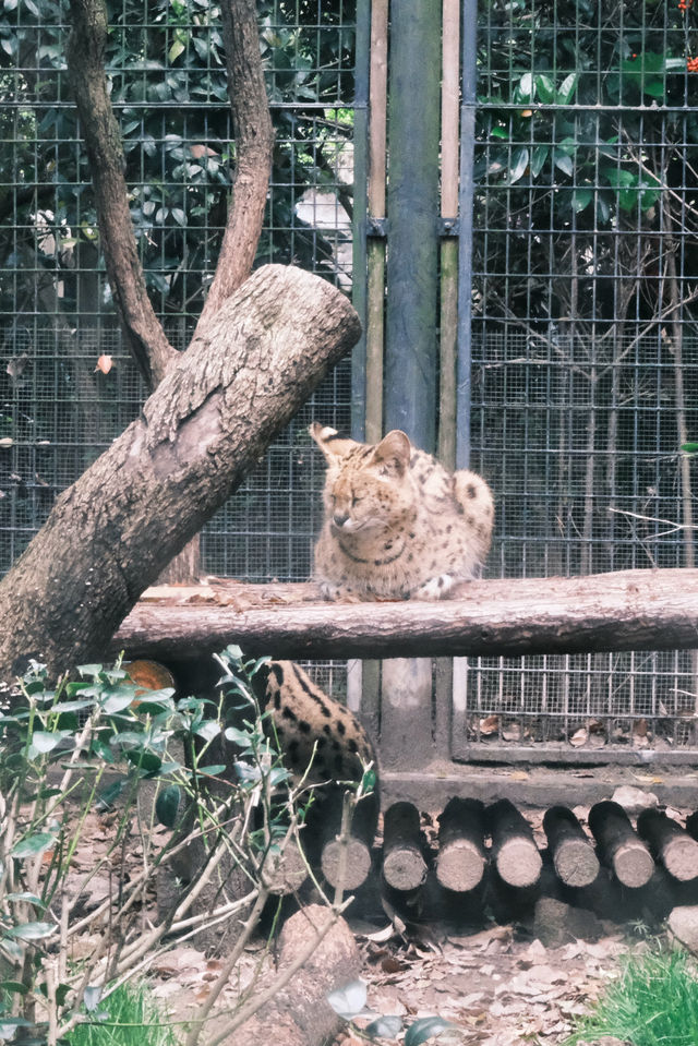 春天就應該去動物園逛逛！上海動物園已經更上一層樓喇
