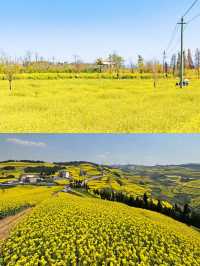 曲靖油菜花賞花攻略‖打卡避雷攻略