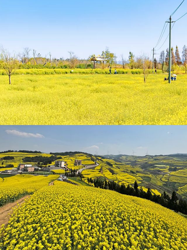 曲靖油菜花賞花攻略‖打卡避雷攻略
