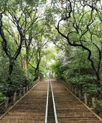 2024春日漫遊指南：上海佘山國家森林公園「山林花海」