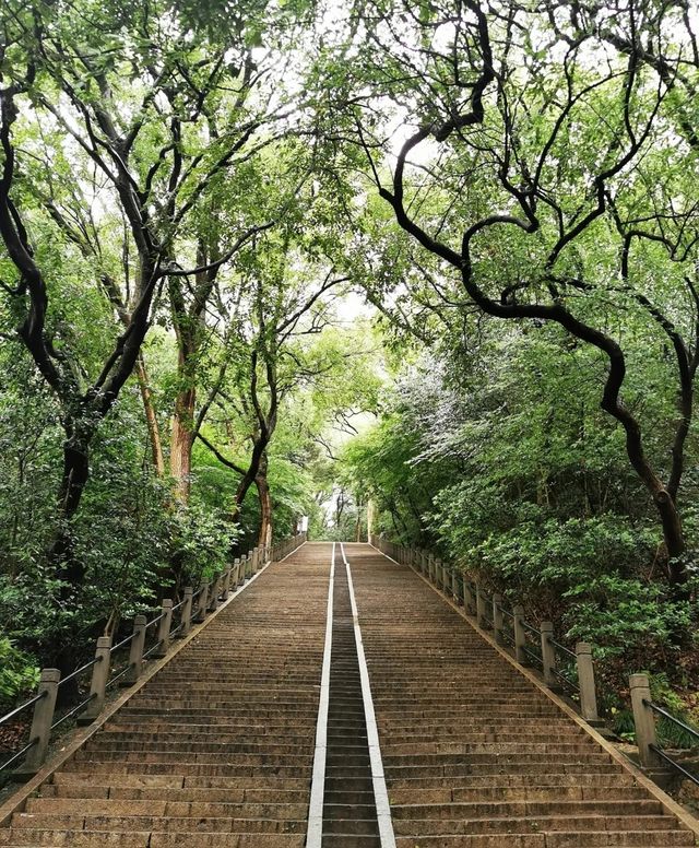 2024春日漫遊指南：上海佘山國家森林公園「山林花海」