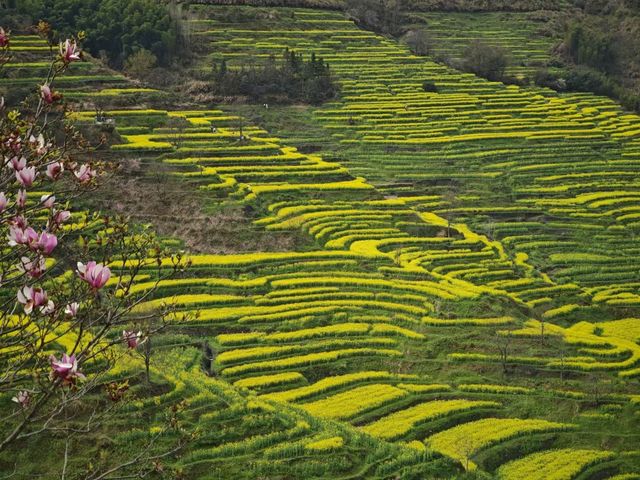 三月底婺源油菜花旅遊攻略