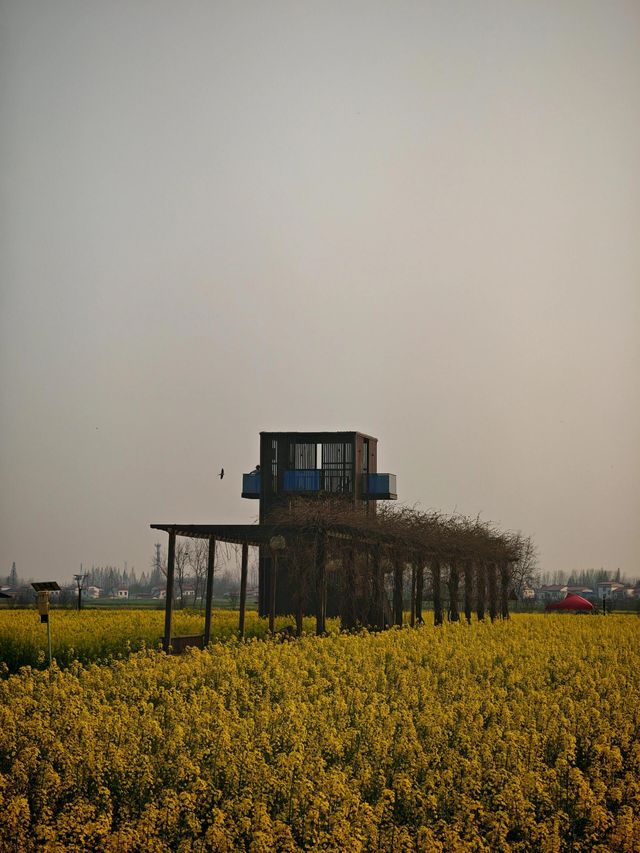 南縣羅文村旅遊｜呢一片五彩繽紛嘅油菜花係夢中嘅春天