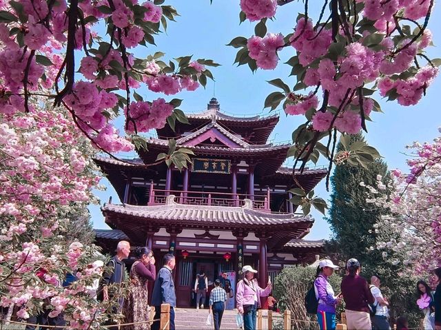 青龍古刹-櫻花綻放