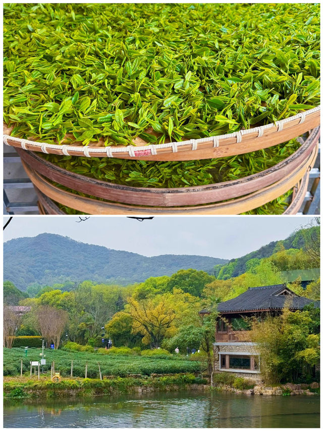 姐妹們👋，我可是個痴迷旅行嘅人，最近啱啱去杭州行咗一圈，4月嘅杭州簡直美若仙境，依家就急不及待想將呢份攻略分享俾大家，一齊踏上呢趟夢幻之旅啦！