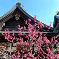 大阪天滿宮，超級靈氣的日本古寺✨