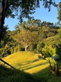 🌿 廣州天人山水 宮崎駿嘅戶外花園 🌸